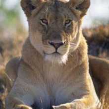 Lioness