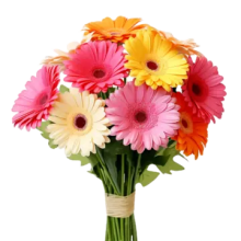 Gerberas