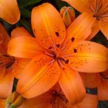 Tiger Lily