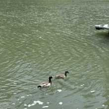 ducks in a pond