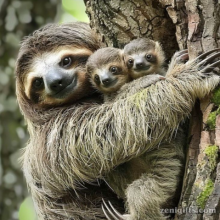 I've got pics of baby sloths cause they are cute