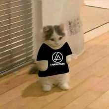 A cat in a shirt