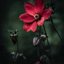 Beautiful red flower in nature.