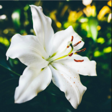 A white lily over a mottled dark green background