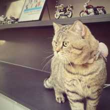 A cat sitting on a shelf