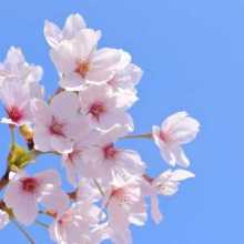 Hello! I'm a magazine editor and writer from Japan. I specialize in professional Japanese writing, editing, proofreading, and translation. I'm looking for a language exchange partner. If you're learning Japanese and can help me improve my English writing, I'd love to hear from you.
