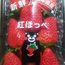 kumamon