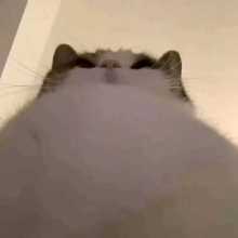A cute cat