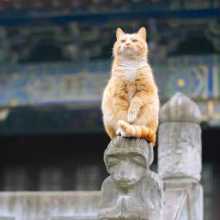 a lovely orange cat