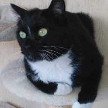 a photo of my sweet cat