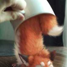 un renard