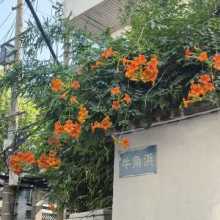 Bright orange campsis grandiflora (Chinese trumpet vine) climbs over a white wall, beside a blue street sign marked "Niujiaobang".