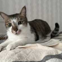 My boy cat, Hantian.