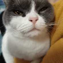 A lovely cat as my profile picture