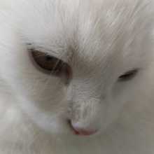 Alina0302limik