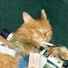 a picture of a cat that is passed out drunk with a cigarette in its mouth